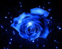 /album/kepek-/kek-rozsa-mercinek-jpg/